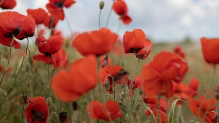 Obraz premium Beautiful field of red poppies