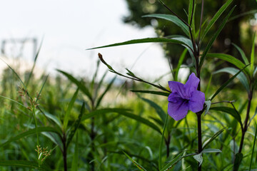 purple flower Ruellia tuberosa