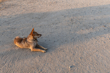 Dog rests on the sandy beach floor