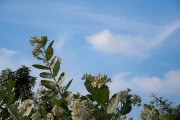 flower on blue sky background