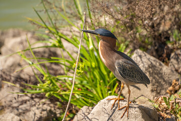 Green heron (Butorides striatus) stands on the shore of the lake with a stick in its beak.