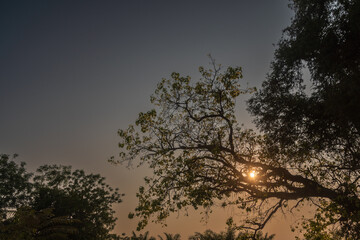 big tree shadow after sunset