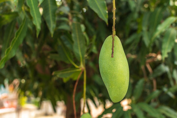 one mango on the tree