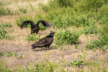 Two Turkey vulture (Cathartes aura) sitting on the ground in dry grass.