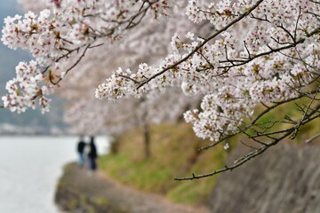 桜