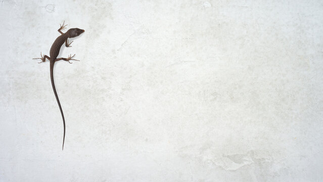 コンクリートの壁を登るトカゲ