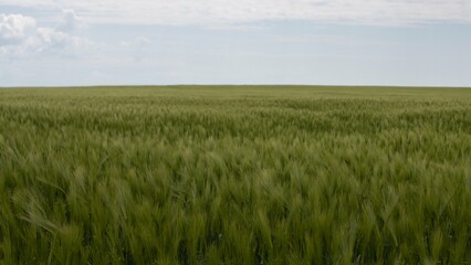 a beautiful field with wheat, in May