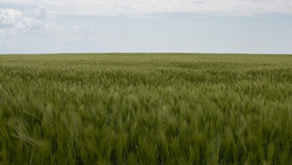 a beautiful field with wheat, in May