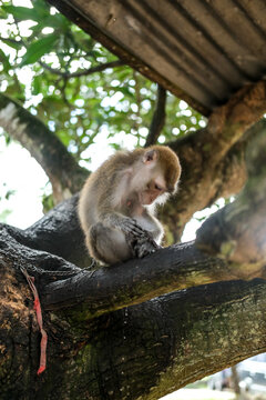 Monkey peeing on tree