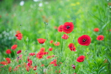 Red poppy flower on the meadow
