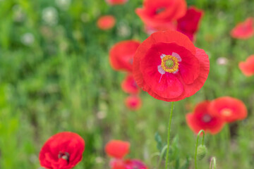 Red poppy flower on the meadow