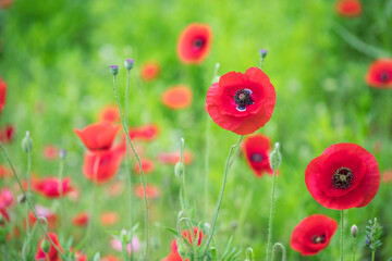 Red poppy flower on the meadow
