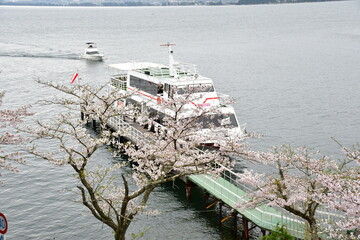 桜