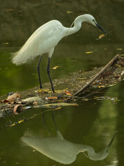 great blue heron ardea cinerea