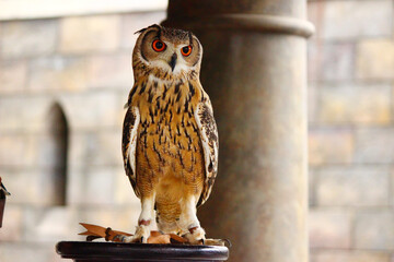 脚を開いて立っているベンガルワシミミズク