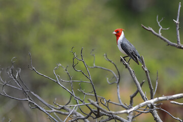 A Red-crested Cardinal (paroaria coronata) perched on a dead tree in Hawaii.