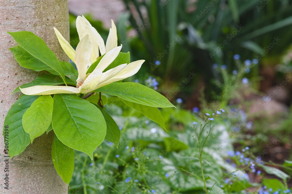 Wall mural A large, white magnolia flower growing directly from the trunk