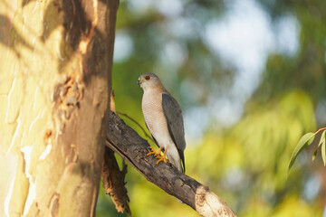 Shikra, Accipiter badius, Satara, Maharashtra, India