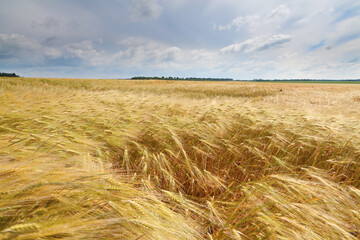 Golden wheat field in Ukraine, peaceful happy Ukraine before russian invasion, sunny day.