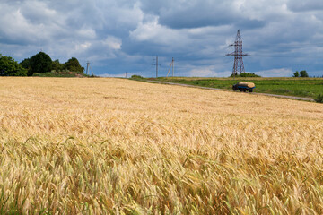 Golden wheat field in Ukraine, peaceful happy Ukraine before russian invasion, car on the road,...