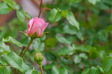 Flower of a small, pink rose in the garden