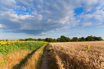 Yellow gold wheat and sunflower fields under blue sky in Ukraine, agriculture is peace.