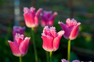Pink tulip flowers against dark background, sunlight on the petals, spring garden.
