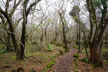 lonely autumn forest with bare trees and pathway