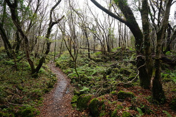 lonely autumn forest with bare trees and pathway