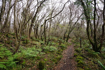 lonely autumn forest with bare trees and pathway