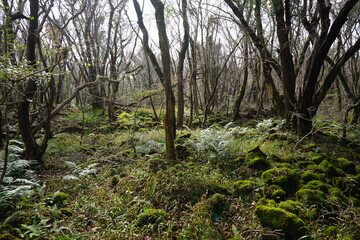 mossy rocks and bare trees