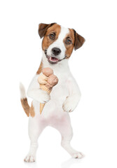 Happy Jack Russell Terrier puppy holds ice cream. isolated on white background