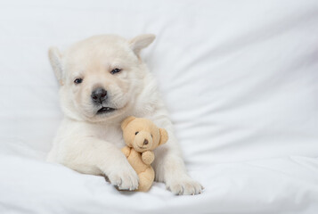 Golden retriever puppy sleeps under white blanket on a bed at home and hugs favorite toy bear before bedtime. Top down view. Empty space for text