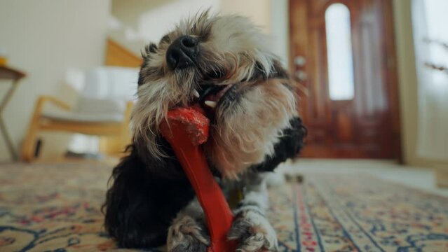 Dog chewing on a bone