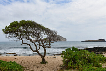 Fototapeta na wymiar Offshore islands Manana and Kaohikaipu, both state seabird sanctuaries, are seen from Makapu'u Beach Park on the Ka'iwi Shoreline on Oahu, Hawaii.