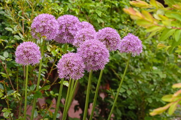 Many giant onion flowers in the garden
