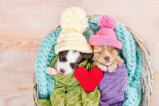 Two tiny cozy newborn Biewer Yorkie puppies wearing warm hat wrapped like babies sleep with red heart in a basket. Top down view
