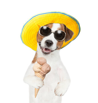 Jack russell terrier wearing sunglasses and summer hat holds eats ice cream. isolated on white background