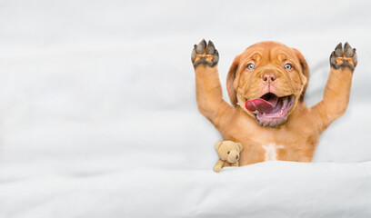 Funny Mastiff puppy lying with open mouth and tongue out under white warm blanket on a bed at home. Top down view. Empty space for text