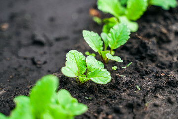Radish close-up grows in the garden. Radish leaves in drops of dew.