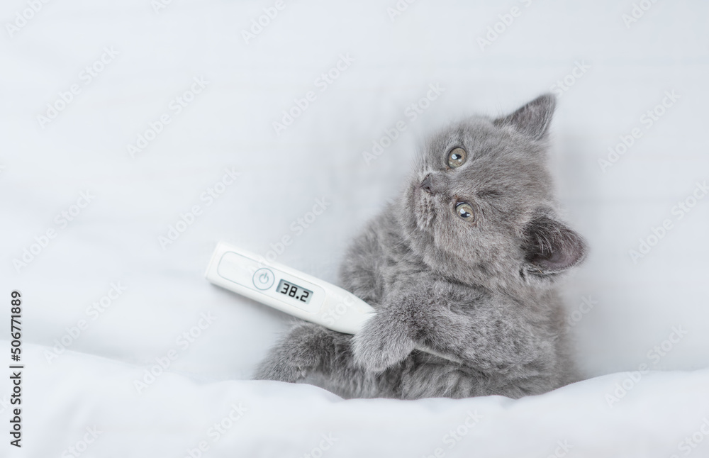 Poster Cute sick tiny kitten with thermometer lying under white warm blanket. Top down view. Empty space for text
