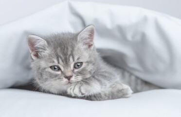 Cute kitten lying under white warm blanket on a bed at home