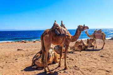 Camels on the shore of the Red Sea in the Gulf of Aqaba. Dahab, Egypt