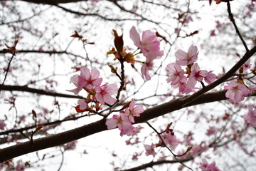 Obraz premium 桜