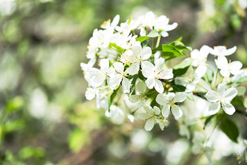 White blossom apple tree, selective focus. Beautiful nature background.