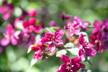 Pink blossom apple tree, close up. Nature background.