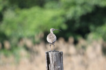 葛西臨海公園にやってきたチュウシャクシギ