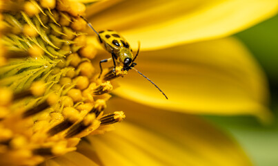 Cucumber Beetle on Sunflower