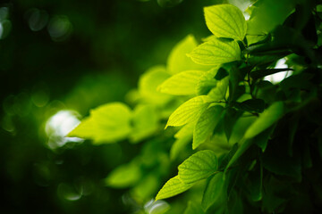 Fototapeta na wymiar 新緑の葉 背景素材
