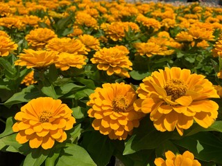 orange mary gold flower close up